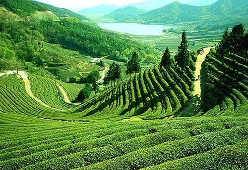 tea-tourism-in-assam