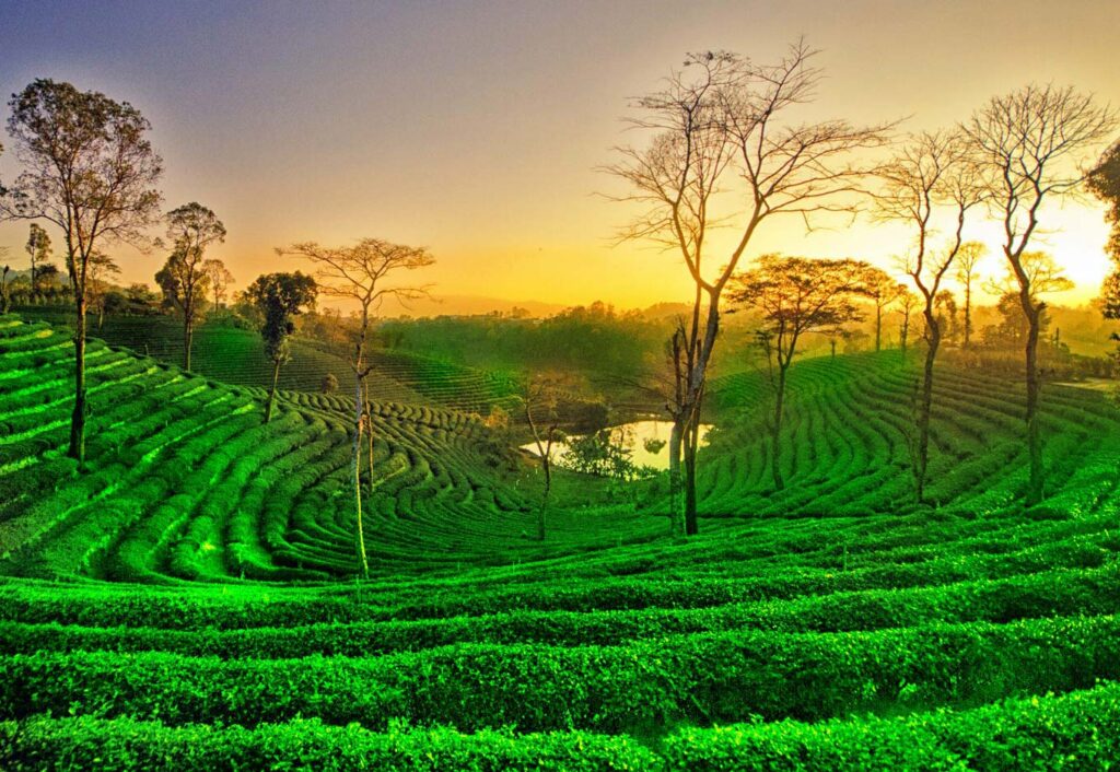 tea tourism in assam