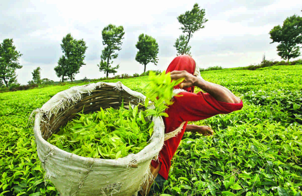 tea tourism in assam